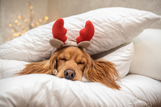 Adorable dog with reindeer antlers sleeping on cozy white pillows, Christmas holiday concept
