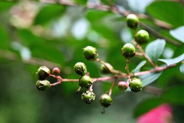 Lagerstroemia indica, called Baerong tree, blooms for 100 days in summer with red crinkled flowers. Its smooth multicolored bark makes it a popular ornamental tree in gardens and streets.