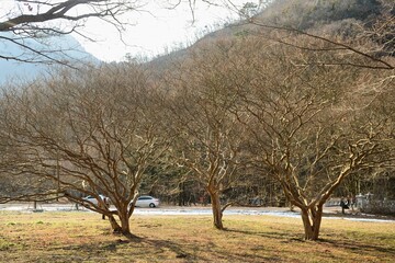 Lagerstroemia indica, called Baerong tree, blooms for 100 days in summer with red crinkled flowers. Its smooth multicolored bark makes it a popular ornamental tree in gardens and streets.