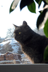 A black curious cat seen through a dirty window, a frame made of green leaves