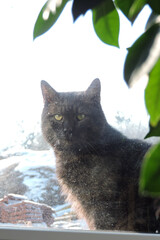 A black curious cat sitting outdoors and looking inside a house through a dirty window, a frame made of green leaves
