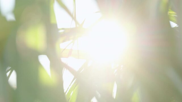 blur sugarcane leaves green with morning sunlight in soft bokeh. natural and refreshing atmosphere, perfect for agriculture and environment concepts