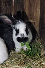 A cute black and white rabbit eating shamrock and grass in an open cage. 