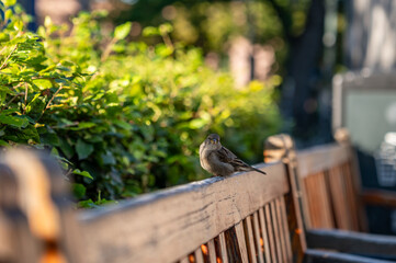 Bird on bench 