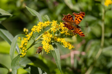 Bee & Butterfly pollinating yellow plant together