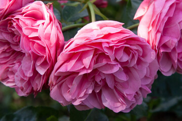 Pink flower in garden. Lush bush of bright pink roses on a background of nature. Flower garden. Close up. Large bright pink rose flowers on a bright sunny day