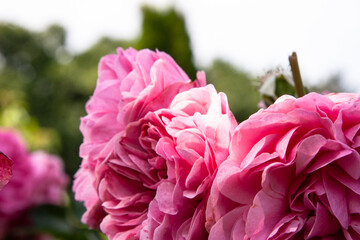Pink flower in garden. Lush bush of bright pink roses on a background of nature. Flower garden. Close up. Large bright pink rose flowers on a bright sunny day