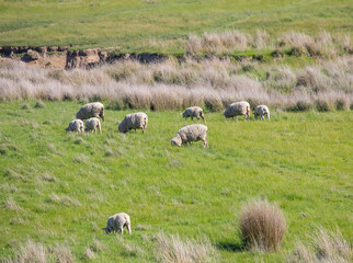 Sheep are grazing on a green field at the farm in Australia, Australia agriculture