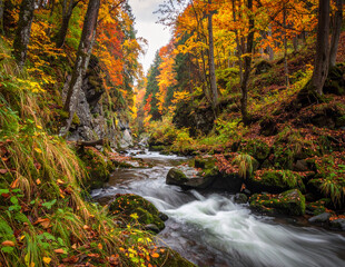 Fast mountain river in vibrant fall woodland