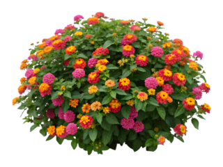 Vibrant Lantana bush with colorful flowers. Perfect for garden, nature, and floral designs.
