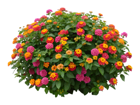Vibrant Lantana bush with colorful flowers. Perfect for garden, nature, and floral designs.