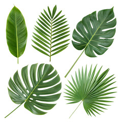 Assortment of lush green tropical leaves isolated on a transparent background.