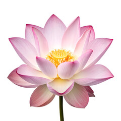 Beautiful pink lotus flower blossom isolated on transparent background.  Perfect for spa, serenity, and nature themes.