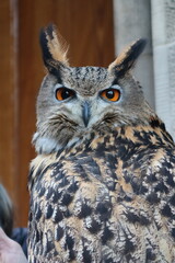 great horned owl close up