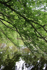 Tree branches draping over reflective lake