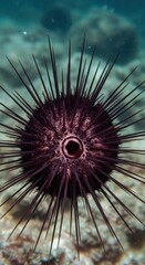 Obraz premium Marine Animal Echinostrephus aciculatus on a Substrate, Marine Biology and Coastal Study