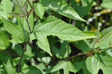 Broussonetia kazinoki, called Dak tree, is a mulberry family shrub. Its strong fibers are used for Korean hanji paper, and fruits, stems, and leaves serve as traditional herbal medicine.