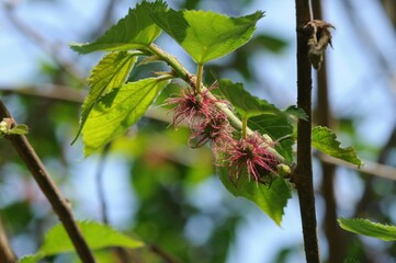 Broussonetia kazinoki female flowers form red raspberry-like fruits used in traditional herbal...