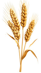 Obraz premium Detailed illustration of a wheat ear
