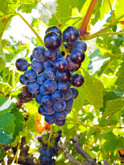 Raisins sur la vigne juste avant les vendanges dans le sud de la France, près de Béziers.