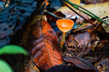 Bright orange cup fungi growing on decaying wood in a lush rainforest, surrounded by green leaves and damp forest floor, highlighting the beauty of tropical biodiversity.