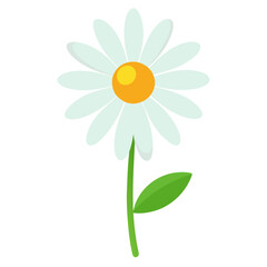 daisy flower isolated on white