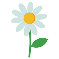 yellow flower on white background