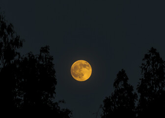 full moon in the night sky through the tree branches 