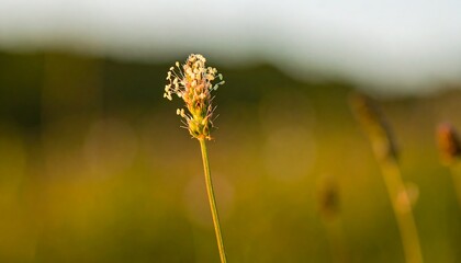 Close-up of a delicate flower stem