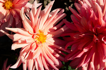 Bright Pink flower. Chrysanthemum flowers. Garden chrysanthemum. Chrysanthemum flowers bloom in autumn in garden. Flowers for background, post, screensaver, wallpaper, postcard, banner, cover, website