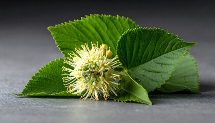 Close-up of a delicate flower and leaves