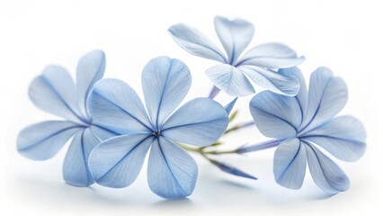 Delicate blue plumbago flowers isolated on white background in a soft light setting