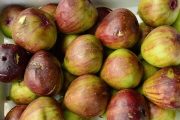 Ficus carica, known as fig tree, is a deciduous shrub of the mulberry family. Its fruits are enclosed flowers, and its leaves and stems release milky sap. Grown in Korea and the Mediterranean.