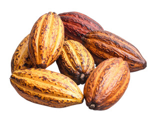 Fresh Cocoa Pods from Chocolate Harvest, isolated on transparent background.