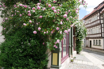 Rosen am Haus in der Altstadt von Bad Langensalza