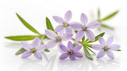 Delicate purple flowers with five petals isolated on white background