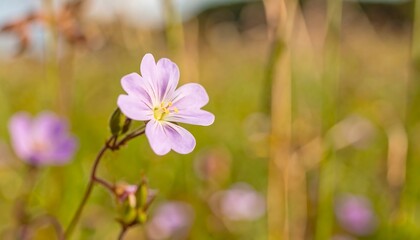 Close-up of a delicate light purple flower in a field