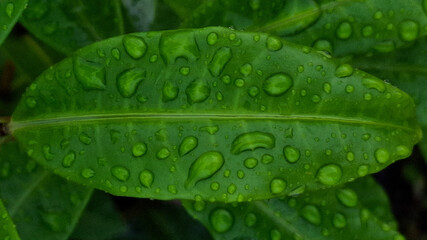 Ariel view of a green leaf with water drops 
