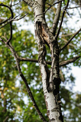A birch tree trunk with a split section that shows signs of a callous for healing. Landscape with bokeh light background.