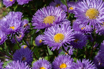 Soft violet flower. Beautiful aster flowers background. Purple aster flower carpet in garden for background, post, screensaver, wallpaper, postcard, banner, cover, website
