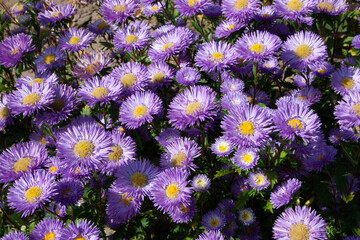 Soft violet flower. Beautiful aster flowers background. Purple aster flower carpet in garden for background, post, screensaver, wallpaper, postcard, banner, cover, website