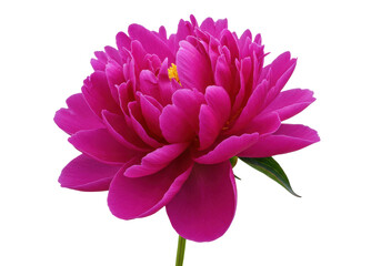 Isolated full bloom peony flower with magenta petals and a green stem in summertime © Lily