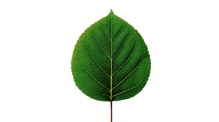 Creative background with an eco-friendly leaf illustration, designed for graphic design and nature themes on a pink background.
