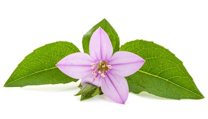 Close-up of a delicate pink flower and leaves