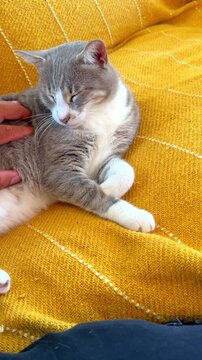 First-person view of a hand petting a relaxed cat lying on a yellow couch. Authentic domestic scene that conveys calm and connection with pets.