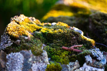 Close-up of moss growing on stone in sunlight