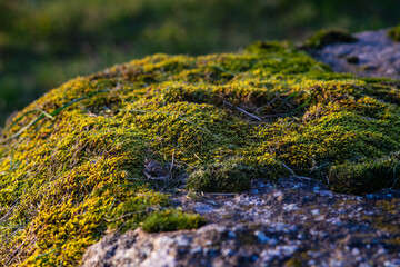 Close-up of green moss on stone in evening sunlight