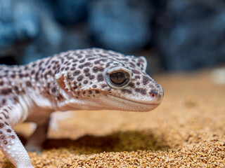 ヒョウモントカゲモドキ