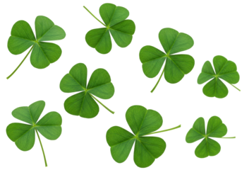 Isolated shamrock plants for St Patricks Day celebration or good luck charms pattern