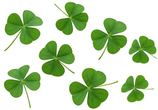 Isolated shamrock plants for St Patricks Day celebration or good luck charms pattern